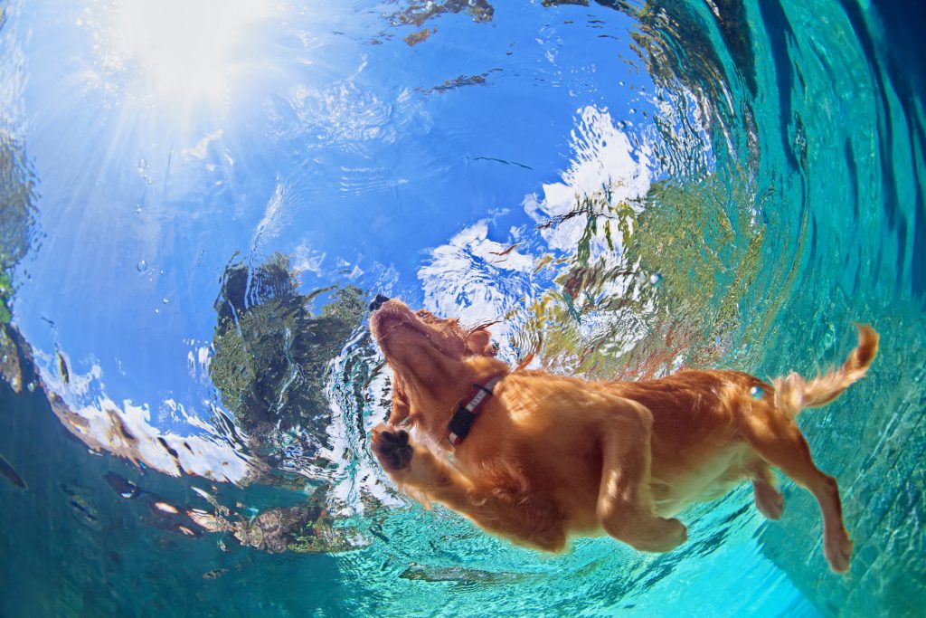 Request Further Information Background | Paws Swim Therapy