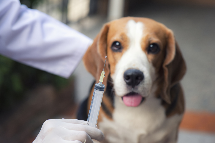 Study on Duration of Immunity to Canine Vaccines | Paws Swim Therapy